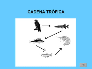 CADENA TRÓFICA 