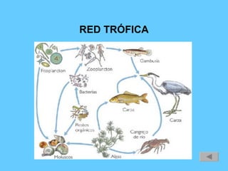 RED TRÓFICA 