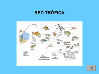 RED TRÓFICA 