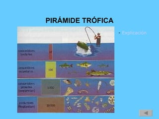 PIRÁMIDE TRÓFICA -  Explicación 