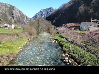 RIO PIGUEÑA EN BELMONTE DE MIRANDA
 