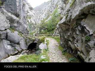 FOCES DEL PINO EN ALLER
 
