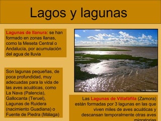 Lagos y lagunas
Lagunas de llanura: se han
formado en zonas llanas,
como la Meseta Central o
Andalucía, por acumulación
del agua de lluvia

Son lagunas pequeñas, de
poca profundidad, muy
adecuadas para la vida de
las aves acuáticas, como
La Nava (Palencia),
Gallocanta (Teruel),
Lagunas de Ruidera
(nacimiento Guadiana) o
Fuente de Piedra (Málaga)

Las Lagunas de Villafáfila (Zamora)
están formadas por 3 lagunas en las que
viven miles de aves acuáticas y
descansan temporalmente otras aves

 