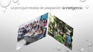 La principal medida de adaptación: la inteligencia
 