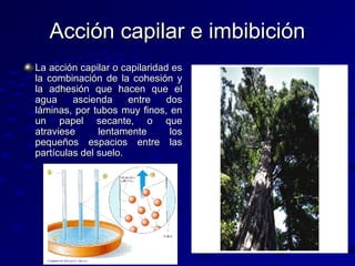Acción capilar e imbibición
La acción capilar o capilaridad es
la combinación de la cohesión y
la adhesión que hacen que el
agua
ascienda
entre
dos
láminas, por tubos muy finos, en
un papel secante, o que
atraviese
lentamente
los
pequeños espacios entre las
partículas del suelo.

 
