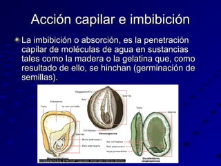 Acción capilar e imbibición
La imbibición o absorción, es la penetración
capilar de moléculas de agua en sustancias
tales como la madera o la gelatina que, como
resultado de ello, se hinchan (germinación de
semillas).

 