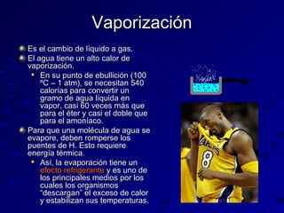 Vaporización
Es el cambio de líquido a gas.
El agua tiene un alto calor de
vaporización.

En su punto de ebullición (100
ºC – 1 atm), se necesitan 540
calorías para convertir un
gramo de agua líquida en
vapor, casi 60 veces más que
para el éter y casi el doble que
para el amoníaco.
Para que una molécula de agua se
evapore, deben romperse los
puentes de H. Esto requiere
energía térmica.

Así, la evaporación tiene un
efecto refrigerante y es uno de
los principales medios por los
cuales los organismos
“descargan” el exceso de calor
y estabilizan sus temperaturas.

 