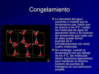 Congelamiento
La densidad del agua
aumenta a medida que la
temperatura cae, hasta que
se acerca a los 4ºC. Luego,
las moléculas de agua se
aproximan tanto y se mueven
tan lentamente que cada una
de ellas puede formar
puentes de H
simultáneamente con otras
cuatro moléculas.
Sin embargo, cuando la
temperatura cae por debajo
de los 4°C, las moléculas
deben separarse ligeramente
para mantener el máximo
número de puentes de
hidrógeno en una estructura
estable.

 