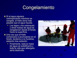 Congelamiento
Si el agua siguiera
contrayéndose mientras se
congela, el hielo sería más
pesado que el agua líquida.
 Los lagos y los estanques
y otras masas de agua se
congelarían desde el fondo
hacia la superficie.
Una vez que el hielo
comenzara a acumularse en el
fondo, tendería a no fundirse,
estación tras estación.
 Finalmente, toda la masa
de agua se solidificaría y
toda la vida que albergara
sería destruida.

 