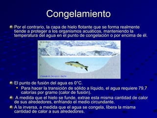 Congelamiento
Por el contrario, la capa de hielo flotante que se forma realmente
tiende a proteger a los organismos acuáticos, manteniendo la
temperatura del agua en el punto de congelación o por encima de él.

El punto de fusión del agua es 0°C.
 Para hacer la transición de sólido a líquido, el agua requiere 79,7
calorías por gramo (calor de fusión).
A medida que el hielo se funde, extrae esta misma cantidad de calor
de sus alrededores, enfriando el medio circundante.
A la inversa, a medida que el agua se congela, libera la misma
cantidad de calor a sus alrededores.

 
