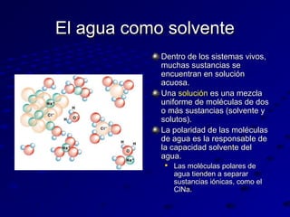 El agua como solvente
Dentro de los sistemas vivos,
muchas sustancias se
encuentran en solución
acuosa.
Una solución es una mezcla
uniforme de moléculas de dos
o más sustancias (solvente y
solutos).
La polaridad de las moléculas
de agua es la responsable de
la capacidad solvente del
agua.


Las moléculas polares de
agua tienden a separar
sustancias iónicas, como el
ClNa.

 