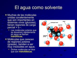 El agua como solvente
Muchas de las moléculas
unidas covalentemente
que son importantes en
sistemas vivos (glucosa),
tienen regiones de carga
parcial + o -.


Las moléculas polares que
se disuelven rápidamente
en agua se llaman
hidrofílicas.

Moléculas que carecen
de regiones polares
(grasas), tienden a ser
muy insolubles en agua.


Dichas moléculas se dice
que son hidrofóbicas.

 