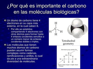 ¿Por qué es importante el carbono
en las moléculas biológicas?
Un átomo de carbono tiene 4
electrones en su capa más
externa, en la cual caben 8.


Por ello se estabiliza
compartiendo 4 electrones con
otros átomos para formar hasta
4 enlaces covalentes sencillos o
un número menor de enlaces
covalentes dobles o triples.

Las moléculas que tienen
muchos átomos de carbono
pueden asumir formas
complejas como cadenas,
ramificaciones y anillos, lo cual
da pie a una extraordinaria
diversidad de moléculas.

 