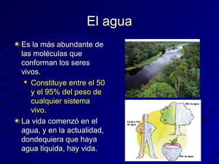 El agua
Es la más abundante de
las moléculas que
conforman los seres
vivos.

Constituye entre el 50
y el 95% del peso de
cualquier sistema
vivo.
La vida comenzó en el
agua, y en la actualidad,
dondequiera que haya
agua líquida, hay vida.

 
