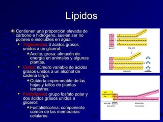 Lípidos
Contienen una proporción elevada de
carbono e hidrógeno, suelen ser no
polares e insolubles en agua.

Triglicéridos: 3 ácidos grasos
unidos a un glicerol:
Aceite, grasa: almacén de
energía en animales y algunas
plantas.

Ceras: número variable de ácidos
grasos unidos a un alcohol de
cadena larga.
Cubierta impermeable de las
hojas y tallos de plantas
terrestres.

Fosfolípidos: grupo fosfato polar y
dos ácidos grasos unidos a
glicerol:
Fosfatidilcolina: componente
común de las membranas
celulares.

 