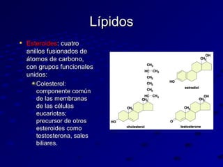 Lípidos


Esteroides: cuatro
anillos fusionados de
átomos de carbono,
con grupos funcionales
unidos:
Colesterol:
componente común
de las membranas
de las células
eucariotas;
precursor de otros
esteroides como
testosterona, sales
biliares.

 