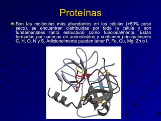 Proteínas
Son las moléculas más abundantes en las células (+50% peso
seco), se encuentran distribuidas por toda la célula y son
fundamentales tanto estructural como funcionalmente. Están
formadas por cadenas de aminoácidos y contienen principalmente
C, H, O, N y S. Adicionalmente pueden tener P, Fe, Cu, Mg, Zn o I.

 