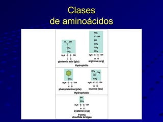 Clases
de aminoácidos

 