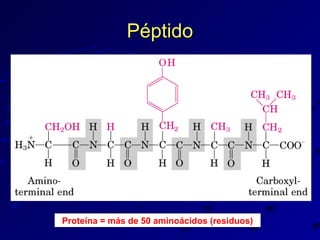 Péptido

Proteína = más de 50 aminoácidos (residuos)

 
