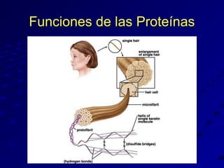 Funciones de las Proteínas

 