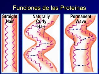 Funciones de las Proteínas

S
|

|

S

|

|
S

S
||

|

|

S

|

|

S
|

Permanent
Wave
|
S

|
S

Naturally
Curly
Hair

S
|

Straight
Hair

||

||
S

|
S

|

S
|

S
S
||

S
|

S
|

|

|
S
|
S

|

S
|

|

|
S

S
|

|
S

|

||
S
S

|

S
|

|
S

|

|

S
|

||

||
S

|
S

S
S
|

 