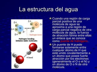La estructura del agua
Cuando una región de carga
parcial positiva de una
molécula de agua se
aproxima a una región de
carga parcial negativa de otra
molécula de agua, la fuerza
de atracción forma entre ellas
un enlace que se conoce
como puente de hidrógeno.
Un puente de H puede
formarse solamente entre
cualquier átomo de H que
esté unido covalentemente a
un átomo que posee fuerte
atracción por los electrones
(generalmente el O o el N) y
un átomo de O o N de otra
molécula.

 