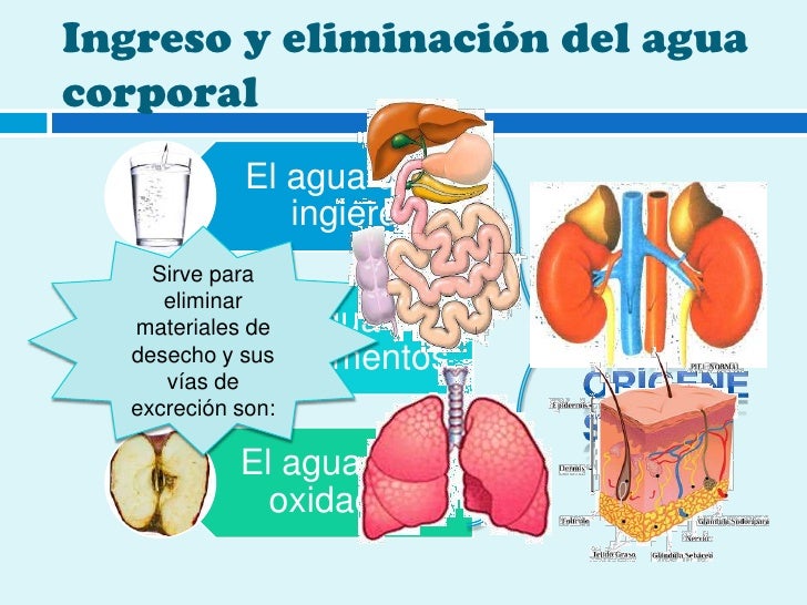 Menú dieta cetogénica resultados