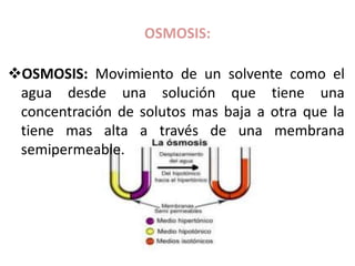OSMOSIS:
OSMOSIS: Movimiento de un solvente como el
agua desde una solución que tiene una
concentración de solutos mas baja a otra que la
tiene mas alta a través de una membrana
semipermeable.
 