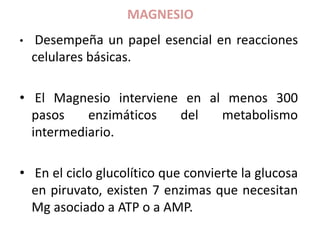 MAGNESIO
• Desempeña un papel esencial en reacciones
celulares básicas.
• El Magnesio interviene en al menos 300
pasos enzimáticos del metabolismo
intermediario.
• En el ciclo glucolítico que convierte la glucosa
en piruvato, existen 7 enzimas que necesitan
Mg asociado a ATP o a AMP.
 