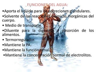 FUNCIONES DEL AGUA:
•Aporta el líquido para las secreciones glandulares.
•Solvente de las reacciones químicas inorgánicas del
cuerpo.
• Medio de transporte.
•Diluente para la digestión y absorción de los
alimentos.
• Termorregulador.
•Mantiene la PA.
•Mantiene la función renal.
•Mantiene la concentración normal de electrolitos.
 
