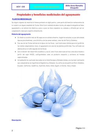  
UCV ­ CIS   propriedades del aguaymanto 
Billie Anne Ramalho 
Chuquilin 
 
Propiedades y beneficios medicinales del aguaymanto
 ​PLANTAS MEDICINALES 
De seguro algunos de nosotros la hemos probado en algún postre, como parte del menú en restaurantes de
la ciudad o en alguna ensalada de frutas. Este fruto redondo de sabor ácido y de aspecto amigable se llama
aguaymanto y es natural de América y poco a poco se hace expansivo su consumo y difusión por ser un
complemento ideal para nuestra alimentación.
Historia del aguaymanto 
★ En América existen más de 50 especies en estado silvestre. Según los estudios, su uso data desde
épocas precolombinas, característico de las zonas andinas, como las del Perú y Colombia.
★ Fue una de las frutas nativas en la época de los Incas. Las tradiciones relatan que en el jardín de
los nobles emperadores incas, el aguaymanto era una de las plantas preferidas. Fue cultivada con
dedicación en el valle sagrado de los Incas.
★ Con el devenir del desarrollo económico y social, esta fruta americana se hizo conocida al mundo a
partir del siglo XVIII, configurándose como un producto exquisito y exclusivo en tiendas
especializadas.
★ Actualmente ha cautivado mercados en la Unión Europea y Estados Unidos, en el primer continente
sus consumidores se registran en Inglaterra y Alemania. Su cultivo se encuentra en Perú, Colombia,
Ecuador, California, Sudáfrica, Australia, Kenia, India, Egipto, el Caribe, Asia y Hawái.
Descripción 
                                                                                                                                 Página >>>
2 
 