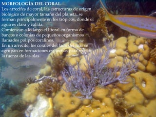 MORFOLOGÍA DEL CORAL
Los arrecifes de coral, las estructuras de origen
biológico de mayor tamaño del planeta, se
forman principalmente en los trópicos, donde el
agua es clara y cálida.
Comienzan a lo largo el litoral en forma de
bancos o colonias de pequeños organismos
llamados pólipos coralinos.
En un arrecife, los corales del lado del mar se
agrupan en formaciones espinosas para resistir
la fuerza de las olas
 