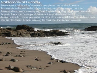 MORFOLOGIA DE LA COSTA
Los contornos del litoral influyen en la energía con que las olas lo azotan.
Esta energía se dispersa en las bahías, mientras que en los cabos se concentra.
Las olas, al acercarse a la costa y según el Angulo de incidencia, crean corrientes a lo
largo del litoral que fluyen paralelas a éste transportando sedimentos.
Las corrientes de retorno, generadas por el viento y la resaca del mar, se producen hacia
mar adentro. Con el tiempo, las olas y las corrientes transforman las costas.
 