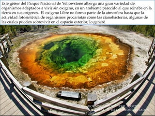 Este géiser del Parque Nacional de Yellowstone alberga una gran variedad de
organismos adaptados a vivir sin oxígeno, en un ambiente parecido al que reinaba en la
tierra en sus orígenes. El oxigeno Libre no formo parte de la atmosfera hasta que la
actividad fotosintética de organismos procariotas como las cianobacterias, algunas de
las cuales pueden sobrevivir en el espacio exterior, lo generó.
MORNING GLORY POOL, PARQUE
NACIONAL DE YELLOWSTONE, ESTADOS
UNIDOS
 