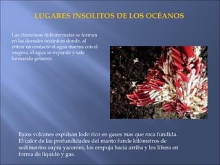 LUGARES INSOLITOS DE LOS OCÉANOS
Las chimeneas hidrotermales se forman
en las dorsales oceánicas donde, al
entrar en contacto el agua marina con el
magma, el agua se expande y sale
formando geiseres.
Estos volcanes expulsan lodo rico en gases mas que roca fundida.
El calor de las profundidades del manto funde kilòmetros de
sedimentos supra yacentes, los empuja hacia arriba y los libera en
forma de liquido y gas.
 