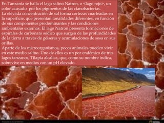En Tanzania se halla el lago salino Natron, o <lago rojo>, un
color causado por los pigmentos de las cianobacterias.
La elevada concentración de sal forma cortezas cuarteadas en
la superficie, que presentan tonalidades diferentes, en función
de sus componentes predominantes y las condiciones
ambientales externas. El lago Natron presenta formaciones de
espirales de carbonato sódico que surgen de las profundidades
de la tierra a través de géiseres y acumulaciones de sosa en sus
orillas.
Aparte de los microorganismos, pocos animales pueden vivir
en este medio salino. Uno de ellos es un pez endémico de tres
lagos tanzanos, Tilapia alcalica, que, como su nombre indica,
sobrevive en medios con un pH elevado.
 