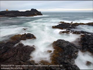 Manantial de agua caliente con cianobacterias, península de
reikanes, ISLANDIA.
 