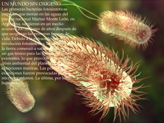 UN MUNDO SIN OXIGENO
Las primeras bacterias fotosintéticas
como las que moran en las aguas del
parque nacional Marino Monte León, en
Argentina, surgieron en un medio
acuoso 1200 millones de años después de
que surgieran las primeras formas de
vida. Debido a la extraordinaria
revolución fotosintética, la atmósfera de
la tierra comenzó a saturarse de oxígeno,
un gas tóxico para las formas de vida
existentes, lo que provocó la primera
crisis ambiental del planeta ocasionando
extinciones masivas. Las primeras
extinciones fueron provocadas por los
microorganismos. La última, por los
humanos.
 