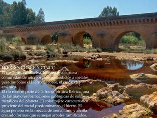 HIERRO, COBRE Y CINCÇ
El rio Tinto, en Huelva, alberga una curiosa
comunidad de microorganismos adictos a metales
pesados como el hierro, el cobre, el cinc o el
arsénico.
El río recorre parte de la franja pirítica Ibérica, una
de las mayores formaciones geológicas de sulfuros
metálicos del planeta. El color rojizo característico
proviene del metal predominante, el hierro. El
agua penetra en la mezcla de arena, limo y arcilla
creando formas que semejan arboles ramificados.
 