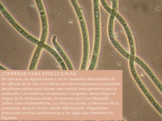 COOPERAR PARA EVOLUCIONAR
Se cree que, de alguna forma y en un momento determinado de
los albores de la vida en la tierra, los microorganismos procariotas
decidieron unirse para formar una unidad más operativa para la
evolución. Las bacterias, al asociarse y cooperar, dieron lugar al
origen de la célula eucariota, un proceso que Lynn Margulis
define como endosimbiosis. La célula eucariota, a diferencia de la
procariota, tiene el núcleo celular diferenciado. Organismos
procariotas son las cianobacterias y las algas que contienen los
líquenes.
 