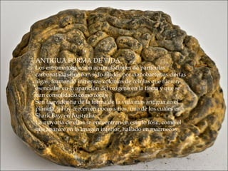 ANTIGUA FORMA DE VIDA
Los estromatolitos son acumulaciones de partículas
carbonatadas que han sido fijadas por cianobacterias ciertas
algas, formando inmensas colonias de células que fueron
esenciales en la aparición del oxígeno en la tierra y que se
han consolidado como rocas.
Son la evidencia de la forma de la vida mas antigua en el
planeta, y hoy crecen en pocos sitios, uno de los cuales es
Shark Bay, en Australia.
La mayoría de ellos se encuentran en estado fósil, como el
que aparece en la imagen inferior, hallado en marruecos
 