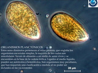 ORGANISMOS PLANCTÓNICOS
Estos seres diminutos pertenecen al reino protista, que engloba los
organismos eucariotas simples, la mayoría de los cuales son
unicelulares. Sirven de alimento a un sinfín de seres vivos y se
encuentran en la base de la cadena trófica. Ligados al medio líquido,
pueden ser autótrofos o heterótrofos. Son organismos muy peculiares,
que han requerido una clasificación a medida al no poder ser
incluidos en las ya existentes
 