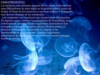 OMNIPRESENTES
Las medusas son cnidarios, algunos de los cuales datan de hace
unos 500 millones de años según se ha podido saber a través de
fósiles. El filum de los moluscos es aun mas antiguo y el segundo
más diverso después de los artrópodos,
. Los copépodos son crustáceos que forman parte del plancton.
En algunas zonas, como en los acantilados de Normandía, rocas
sedimentarias constituidas por organismos planctónicos han
emergido en forma de extractos calizos. En otras partes, el
plancton sedimentado en ausencia de oxígeno se ha
transformado en gas y petróleo. Algunos organismos
planctónicos de antaño se han convertido en nuestra principal
fuente de energía.
 