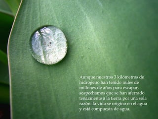 Aunque nuestros 3 kilómetros de
hidrogeno han tenido miles de
millones de años para escapar,
sospechamos que se han aferrado
tenazmente a la tierra por una sola
razón: la vida se origino en el agua
y está compuesta de agua.
 