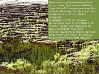 Los primeros organismos fotosintéticos
surgieron en el agua pero n o utilizaban
como fuente el hidrógeno que esta contenía
sino que utilizaban el hidrógeno puro que
todavía quedaba libre en la tierra
primigenia.
Al quedarse sin este gas hidrogeno
aprovecharon el que se encontraba en el
medio en el cual vivían originando así
grandes cantidades de oxigeno.
Para esos organismos el oxigeno era toxico
porque todavía no habían evolucionado
para tolerarlo y menos para utilizarlo.
Los primeros organismos fotosintéticos
surgieron en el agua pero n o utilizaban
como fuente el hidrógeno que esta contenía
sino que utilizaban el hidrógeno puro que
todavía quedaba libre en la tierra
primigenia.
Al quedarse sin este gas hidrogeno
aprovecharon el que se encontraba en el
medio en el cual vivían originando así
grandes cantidades de oxigeno.
Para esos organismos el oxigeno era toxico
porque todavía no habían evolucionado
para tolerarlo y menos para utilizarlo.
 
