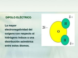DIPOLO ELÉCTRICO
La mayor
electronegatividad del
oxígeno con respecto al
hidrógeno induce a una
distribución asimétrica
entre estos átomos.
 
