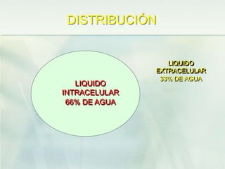 DISTRIBUCIÓN
LIQUIDO
INTRACELULAR
66% DE AGUA
LIQUIDO
EXTRACELULAR
33% DE AGUA
 