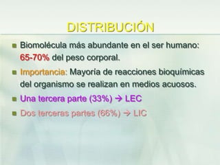 DISTRIBUCIÓN
 Biomolécula más abundante en el ser humano:
65-70% del peso corporal.
 Importancia: Mayoría de reacciones bioquímicas
del organismo se realizan en medios acuosos.
 Una tercera parte (33%)  LEC
 Dos terceras partes (66%)  LIC
 