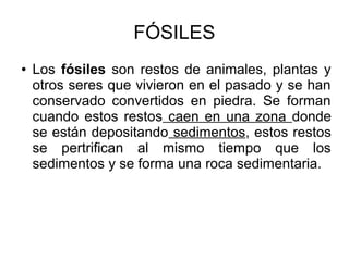 FÓSILES
● Los fósiles son restos de animales, plantas y
otros seres que vivieron en el pasado y se han
conservado convertidos en piedra. Se forman
cuando estos restos caen en una zona donde
se están depositando sedimentos, estos restos
se pertrifican al mismo tiempo que los
sedimentos y se forma una roca sedimentaria.
 
