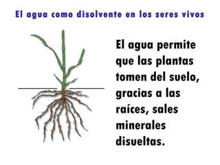El agua como disolvente en los seres vivos El agua permite que las plantas tomen del suelo, gracias a las raíces, sales minerales disueltas.